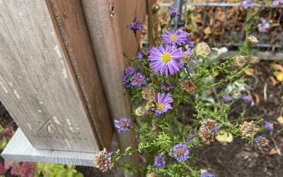 Tag des Schulgartens