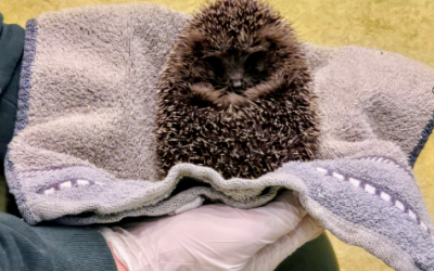 Unser Besuch im Tierheim